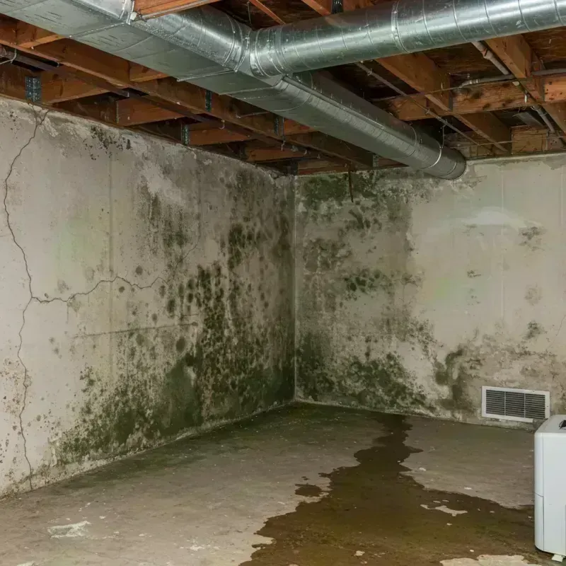 Professional Mold Removal in Waynesville, MO